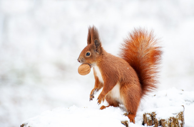 A squirrel carrying a nut through the snow