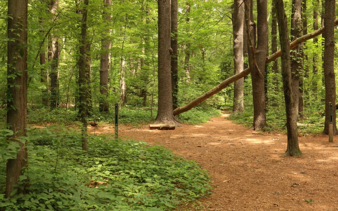 The State of the Forests on Planet Earth