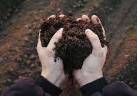 Two hands holding a scoop of compost.